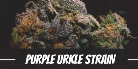 Purple Urkle Weed Strain Review And Information