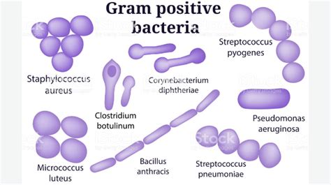 Top 35 Difference Between Gram Positive And Gram Negative