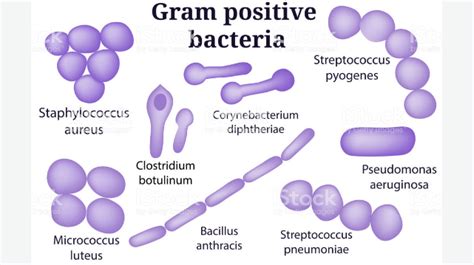 They are not selected or validated by us and can. Top 35 Difference Between Gram Positive And Gram Negative ...