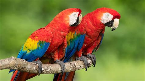 Two Red Blue Yellow Parrots Are Sitting On Tree Branch In Green