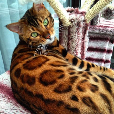 Thor The Bengal Cat Is Fierce And Absolutely Stunning