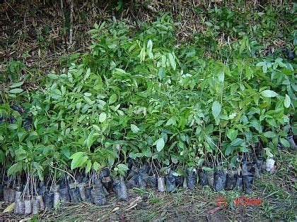 If you search hardwood logs for sale this is the best place. Mahogany seedlings for sale OFFERED from Laguna @ Adpost ...