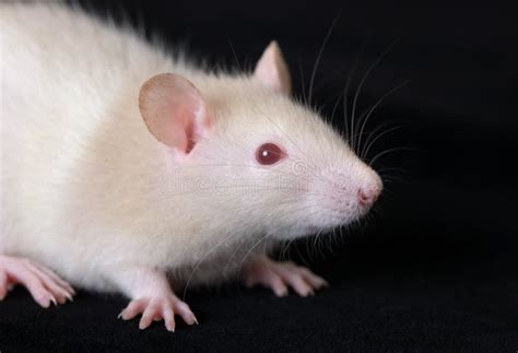 Portrait Of Small Rat Stock Image Image Of Small Fluffy 15384737