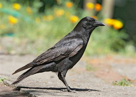 American Crow — Santa Clara Valley Audubon Society
