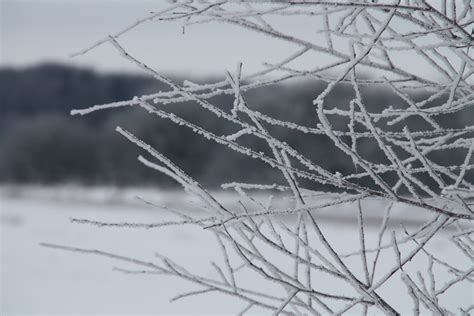 Free Images Landscape Branch Snow Cold White Frost Ice Natural