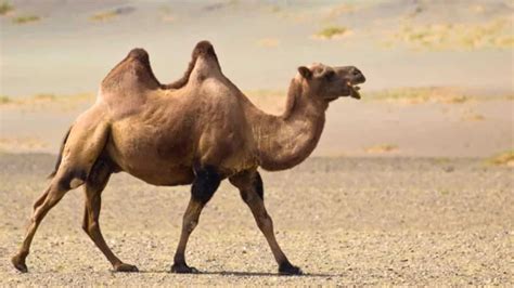 Un Camello Se Escapó Y Recorrió 100 Km De Desierto Para Volver A La