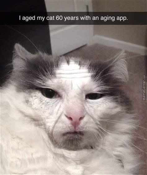 Cat Aged 60 Years By Memevip Meme Center