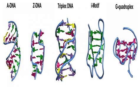 Five years after his daughter's disappearance, danish police officer rolf discovers a fatal flaw in the dna database and might finally be able to find her. Researchers find a new DNA shape - Cosmos Magazine