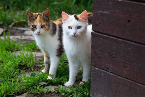 Two Young Cats Free Stock Photo Public Domain Pictures