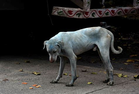 Blue Dogs Photos Prompts Health Concerns From Animal Welfare Charity