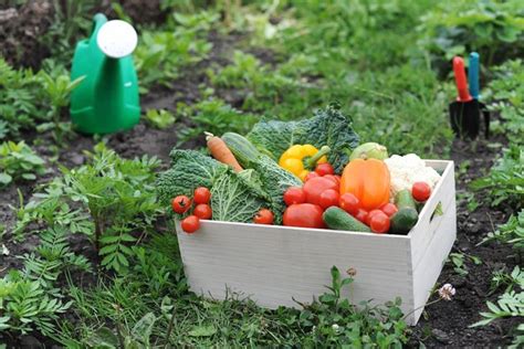 7 Consejos Para Crear Un Exitoso Huerto Orgánico Healthy Garden