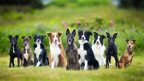 A group of puppies that come together is commonly referred to as a pack. A Simple Compositing Technique for Creating Group Photos of Dogs | Fstoppers