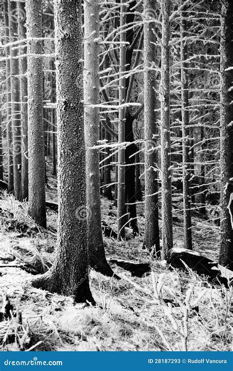 Black And White Winter Trees Stock Photos Image 28187293