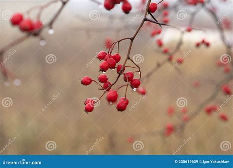 Hawthorn Tree With Red Berries Outside In Winter Stock Image Image Of