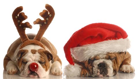 13 Christmas Special With Dogs You Need To Marathon Asap