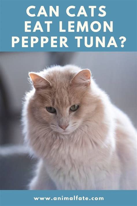 Yes, they can eat it. Can Cats Eat Lemon Pepper Tuna? (Surprising) - AnimalFate