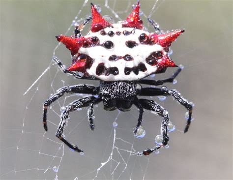 Orb Spider Naples Fl Premier Pest Management