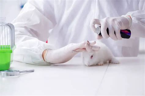9 Animal Testing Facts About Rabbits You Never Knew Cruelty Free Soul