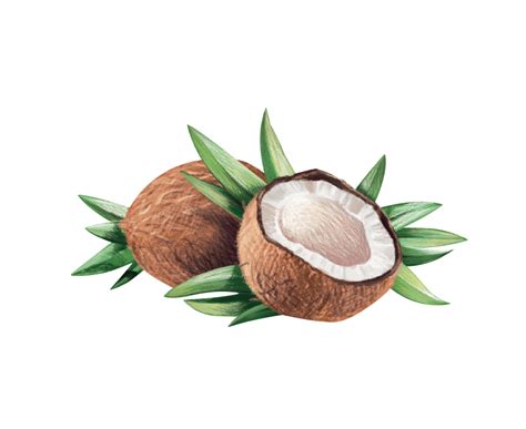 Coconut Clipart King Coconut Coconut King Coconut Transparent Free For