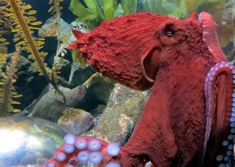 Why Scheduling Octopus Sex For Human Viewing Might Always Be A Bad Idea Atlas Obscura