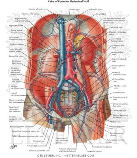 Veins Of Posterior Abdominal Wall Venous Drainage Of The Abdomen