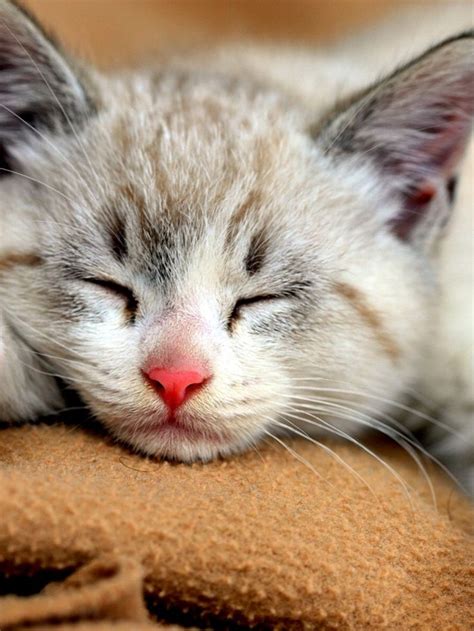 Sleeping Cat Wallpapers Hd Videos Engraçados De Gato