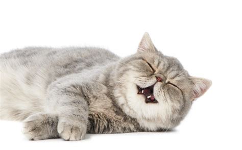 Cat Drooling Causes Symptoms And Treatment