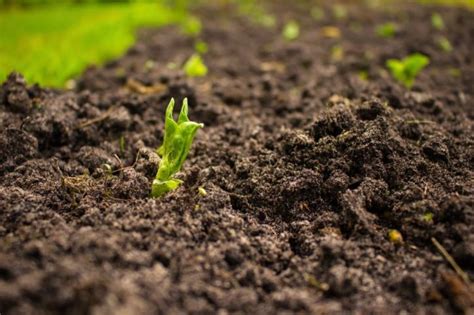 How To Control Soil Borne Diseases Haute Life Hub