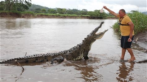 Preposterous Pets Hand Feeding Deadly Crocs Youtube