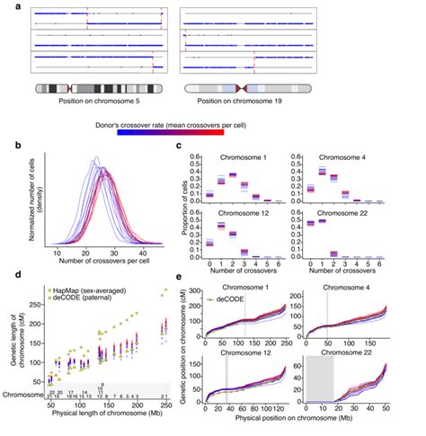 Crossover Identification And Recombination Rate From Single Sperm Download Scientific Diagram