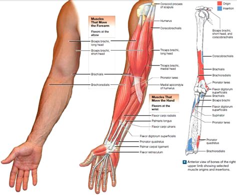 Arm Muscles Diagram Muscles Of The Arm And Hand Classic Human Anatomy