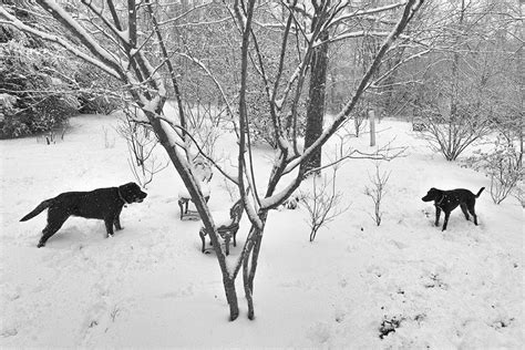 Snow Dogs Black And White
