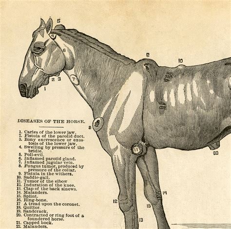 Our vintage anatomy prints will look great in your home decor or in your office. Vintage Horse Diseases Diagram - Unusual! - The Graphics Fairy
