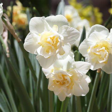 Narcissus White Lion Bulbs Double White And Yellow Daffodils Easy To