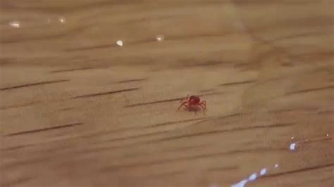 Note the mites and their webbing visible beetween the leaves. Tiny red spider mite - Tetranychus urticae - YouTube
