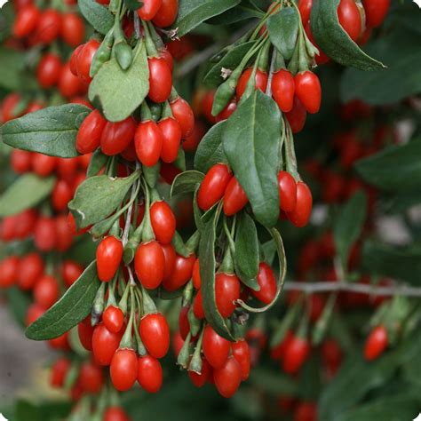Goji Berry Seeds Heirloom Untreated Non Gmo From Canada