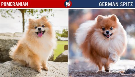 German Spitz Vs Pomeranian Differences Explained In Detail 50 Off