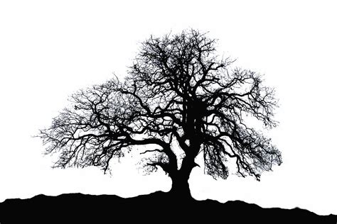 Free Oak Tree Silhouette Download Free Oak Tree Silhouette Png Images