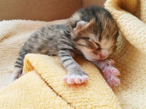 170 Sleepy Kittens Doing What They Do Best Sleep Baby Cats Kittens