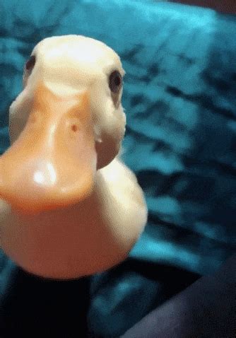 Duck Duckling Gif Find Share On Giphy My Xxx Hot Girl