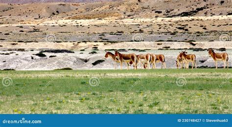 Tibetan Wild Donkey Stock Image Image Of Mountain Wild 230748427