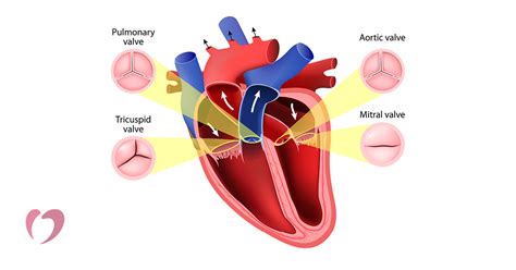 Leaky Heart Valves Causes Diagnosis And Treatment Oklahoma Heart