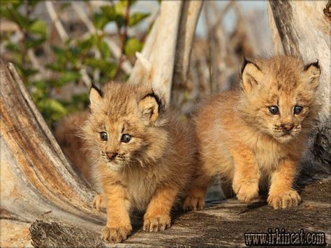 Buying Canadian Lynx Kittens For Sale