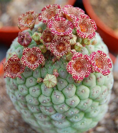 Without pot and euphorbia obesa. Larryleachia cactiformis | Plants, Planting succulents ...