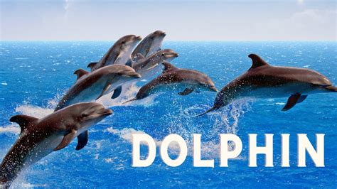 Sea Worlds Dolphin Show Incredible Dolphin Moments Youtube
