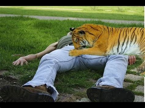 Tiger Eating Man YouTube