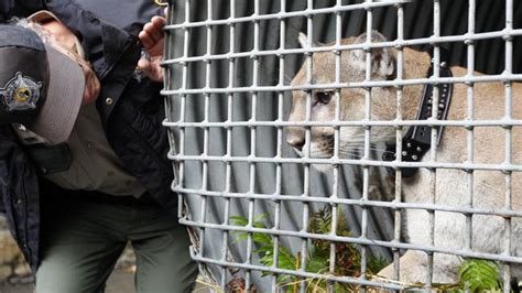 Eastern Puma Extinct Not Endangered Wildlife Authorities