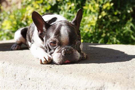 Sad French Bulldog Stock Image Image Of Resting Animal 35943661