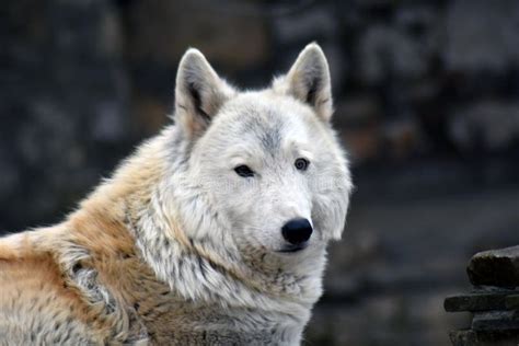 Arctic Wolf Color Horizontal Portrait Stock Photo Image Of Beautiful