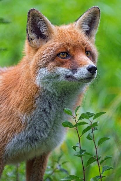 Creature Feature Red Fox Raritan Headwaters Fox Okgo Net